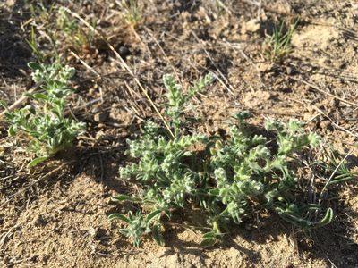 Cryptantha crassisepala, photographed by Cecelia Alexander