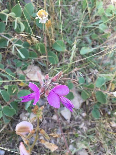 Tephrosia potosina, photographed by markluffel