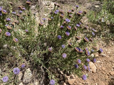 Globularia alypum, photographed by Marc Riera