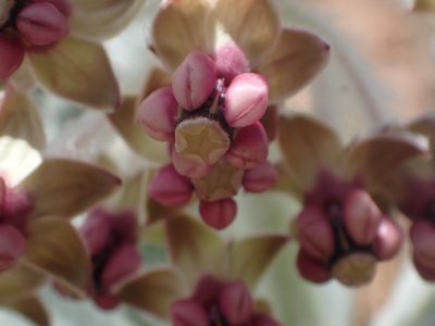 Asclepias californica, photographed by Scott Yarger