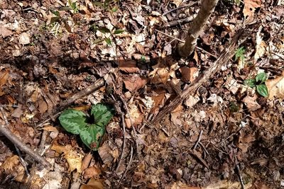 Trillium decumbens, photographed by Daniel McClosky