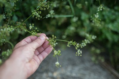 Apium graveolens, photographed by Tim Johnson