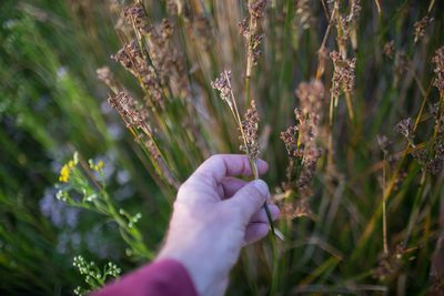 Juncus maritimus, photographed by Tim Johnson