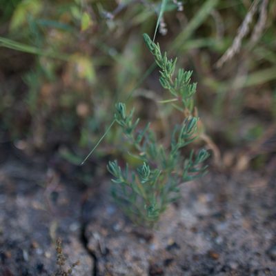 Suaeda maritima, photographed by Tim Johnson