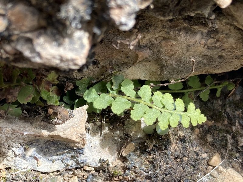 Asplenium petrarchae, photographed by Marc Riera