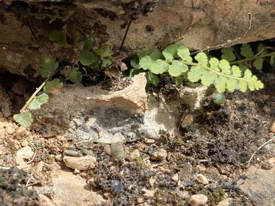Asplenium petrarchae, photographed by Marc Riera