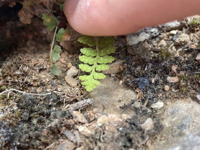 Asplenium petrarchae, photographed by Marc Riera