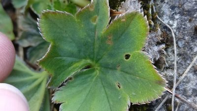 Alchemilla monticola, photographed by Matteo Marcandella