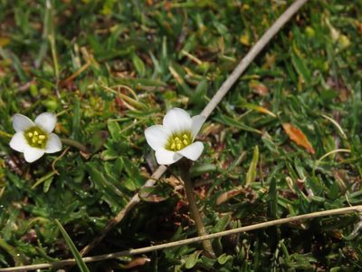 Gentianella tarapacana, photographed by Nicolás Lavandero
