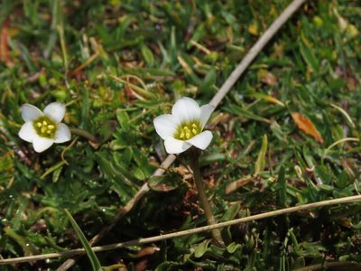 Gentianella tarapacana, photographed by Nicolás Lavandero