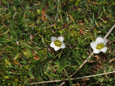Gentianella tarapacana, photographed by Nicolás Lavandero