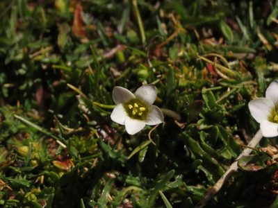Gentianella tarapacana, photographed by Nicolás Lavandero