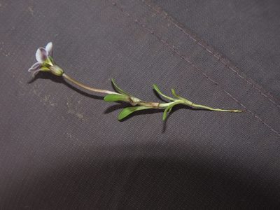 Gentianella tarapacana, photographed by Nicolás Lavandero