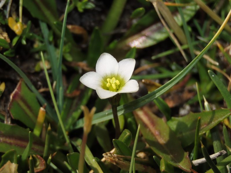 Gentianella tarapacana, photographed by Nicolás Lavandero