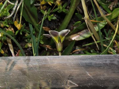 Gentianella tarapacana, photographed by Nicolás Lavandero