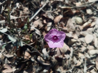 Ipomoea triloba, photographed by Oscar Gonzalez Diaz