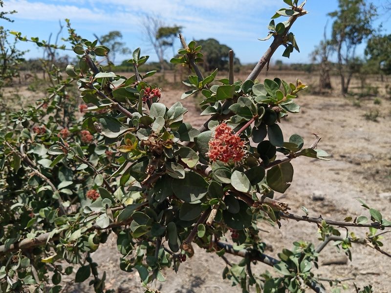 Pisonia capitata, photographed by Oscar Gonzalez Diaz
