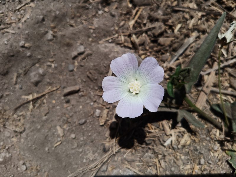 Anoda acerifolia, photographed by Oscar Gonzalez Diaz