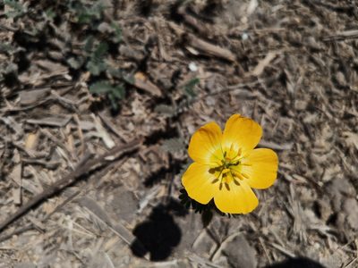 Kallstroemia grandiflora