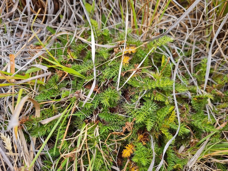 Anisotome flexuosa, photographed by Penelope Noel Gillette