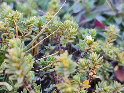 Pimelea oreophila, photographed by Penelope Noel Gillette