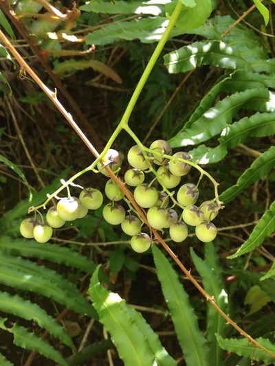 Solanum palustre, photographed by Patricio Novoa