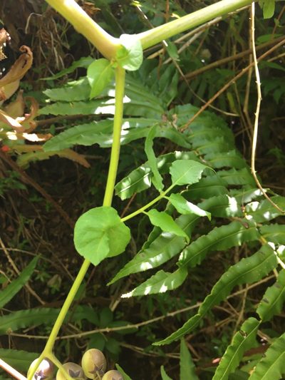 Solanum palustre, photographed by Patricio Novoa