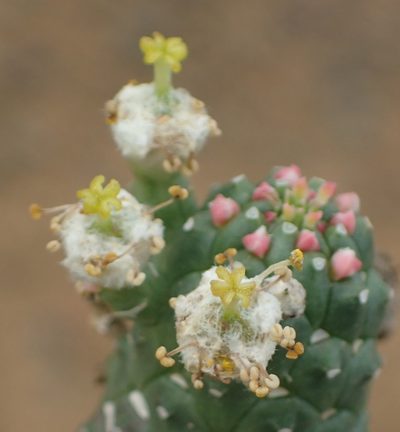 Euphorbia esculenta, photographed by Nicola van Berkel