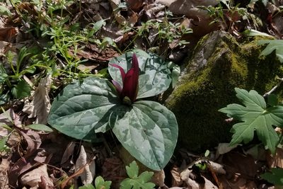 Trillium decumbens, photographed by Daniel McClosky