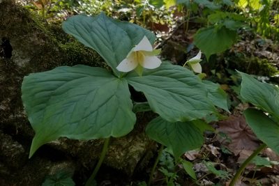 Trillium flexipes, photographed by Daniel McClosky