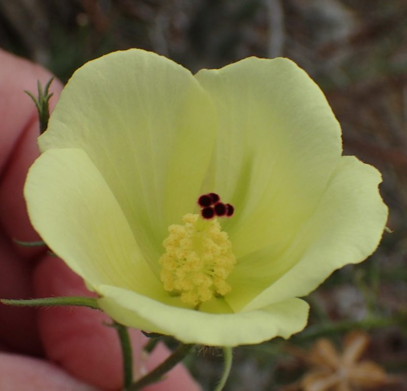 Hibiscus pusillus, photographed by Nicola van Berkel
