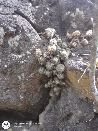 Mammillaria karwinskiana, photographed by Olvin Wilfredo Oyuela