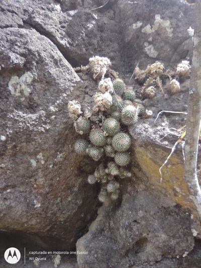 Mammillaria karwinskiana, photographed by Olvin Wilfredo Oyuela