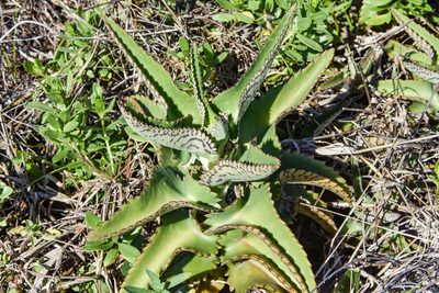 Kalanchoe daigremontiana, photographed by Jay Pruett