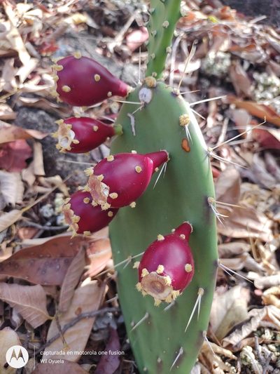 Opuntia guatemalensis, photographed by Olvin Wilfredo Oyuela