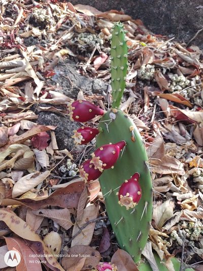 Opuntia guatemalensis, photographed by Olvin Wilfredo Oyuela