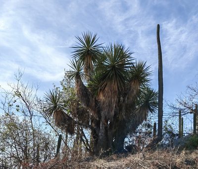 Yucca gigantea, photographed by Eugenio Padilla