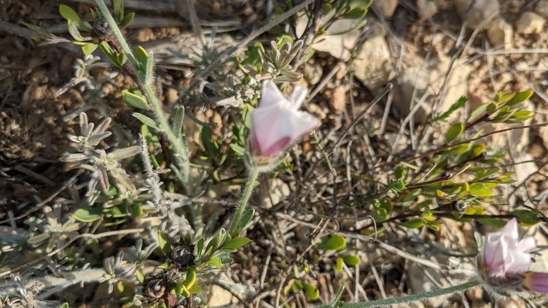Convolvulus lanuginosus, photographed by Javier Eusamio