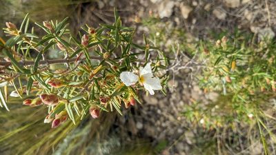 Cistus clusii, photographed by Javier Eusamio