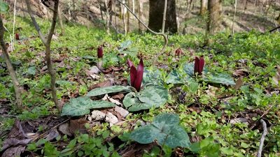 Trillium decumbens, photographed by Daniel McClosky