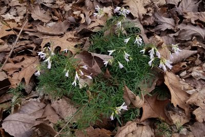 Cardamine dissecta, photographed by Daniel McClosky