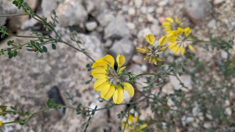 Coronilla juncea, photographed by Javier Eusamio