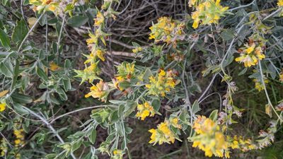 Anthyllis cytisoides, photographed by Javier Eusamio