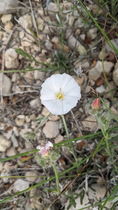 Convolvulus lanuginosus, photographed by Javier Eusamio