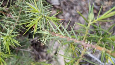 Juniperus oxycedrus, photographed by Javier Eusamio