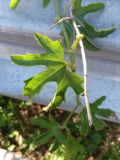 Cayaponia bonariensis, photographed by Bahiano Ayala