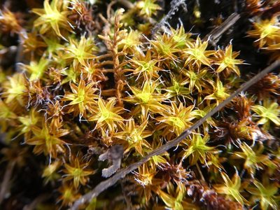 Syntrichia ruralis, photographed by Tristan Jobin