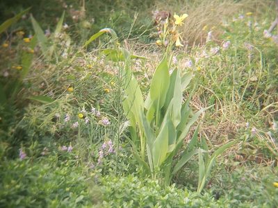Canna glauca, photographed by Bahiano Ayala