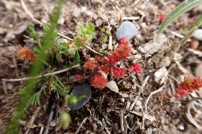 Crassula tillaea, photographed by scolym