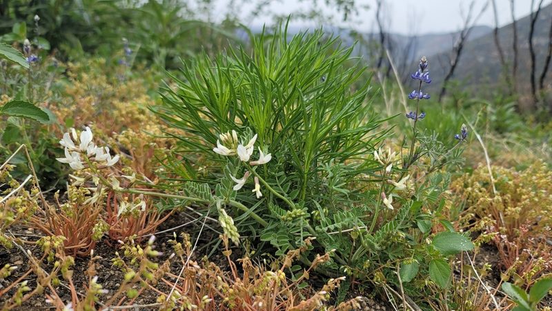 Astragalus congdonii, photographed by Chris Winchell